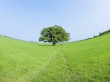 BeyondTree Road Wallpaer