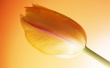Hot Tulip Wallpaer