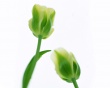 Green Tulips Wallpaer