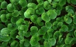 Fresh Greenery Wallpaer