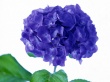 Violet Flower Wallpaer