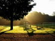 Garden and rays Wallpaer