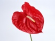 Red Anturium Wallpaer