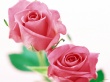 Roses on White Wallpaer