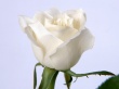 White Rose Wallpaer