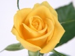 Yellow Rose Wallpaer