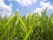 Grass and Sky Wallpaer