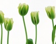 More Green Tulips Wallpaer