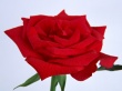 Open Rose Wallpaer