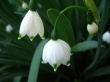 Bell Snowdrops Wallpaer