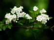 Magic Blossom Wallpaer
