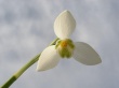 Snowdrop Head Wallpaer