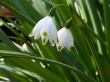 Quiet Snowdrops Wallpaer