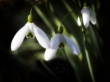 Spring Symbol Wallpaer