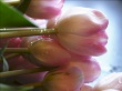 Tulips Dew Wallpaer