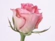 Pink Rose Wallpaer