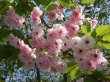 Pink Blossoms Wallpaer