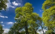 Green Trees Wallpaer