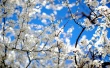 Blossoms and Blue Wallpaer
