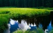 Meadow Forest Wallpaer