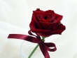 Fancy Rose Wallpaer