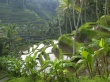 Babilon Gardens Wallpaer