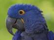 Blue Rokie Wallpaer