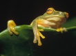 Frog Siesta Wallpaer