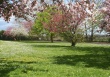 Orchad in Spring Wallpaer
