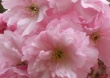 Pink Spring Wallpaer
