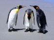 Penguins Meeting Wallpaer
