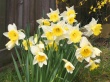 Spring Daffodils Wallpaer
