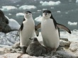 Penguins Family Wallpaer