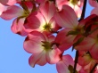 Dogwood Wallpaer