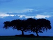 Gemeni Trees Wallpaer