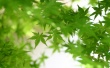 Green Shelter Wallpaer