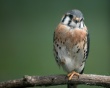 Hawker on branch Wallpaer