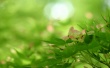 Rising Nature Wallpaer