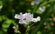 Silky Flowers Wallpaer