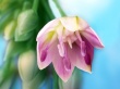Flower Art Wallpaer