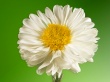 White Flower Wallpaer