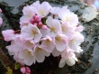 Blossom Bunch Wallpaer