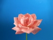 Flower Studio Wallpaer