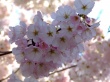 Spring Wisp Wallpaer