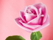 Pink Shadow Rose Wallpaer