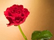 Curly Red Rose Wallpaer