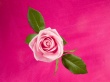 Rose in Deep Pink Wallpaer
