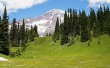 Alpine Grass Wallpaer