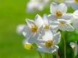 Flowers on Gree Wallpaer