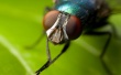 Fly Watch Wallpaer